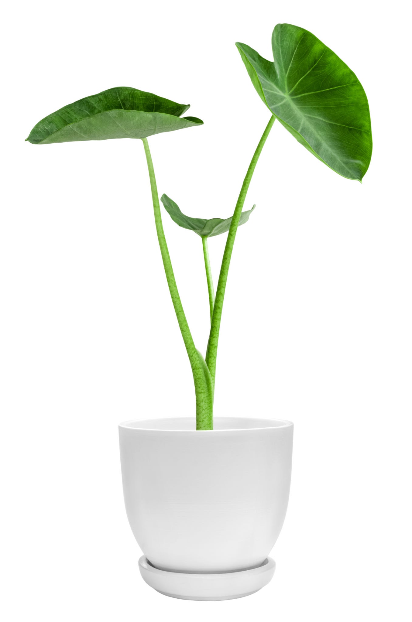 The Elephant Ear Plant